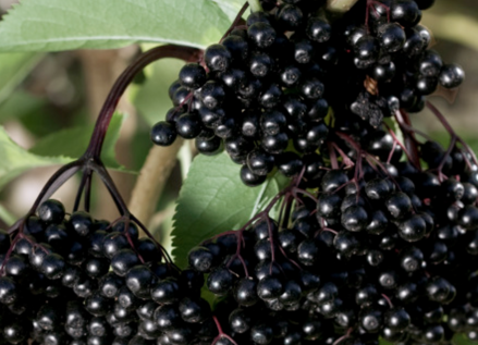 Baza čierna jedlá -sambucus nigra Haschberg 60/80