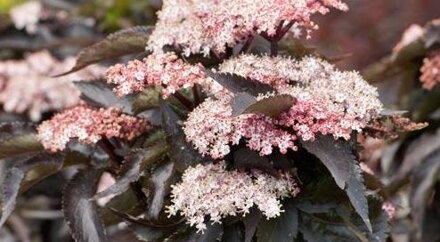 Sambucus nigra - Black Tower 30/60- Baza čierna