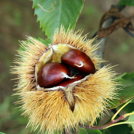 Gaštan jedlý - castanea sativa 