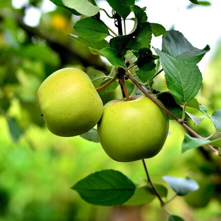 Jabloň zimná - Golden Delicious MM106 , kont.