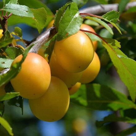 Ringlota Ulena biela, myrobalán volnok.