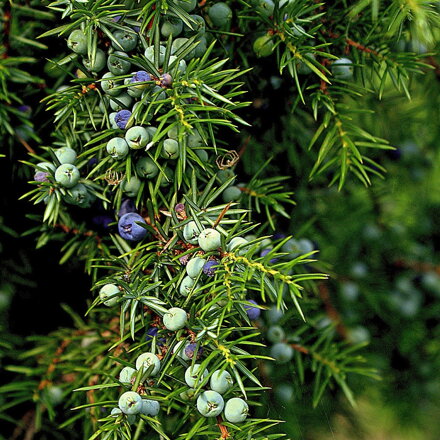 Borievka - Juniperus ice blue