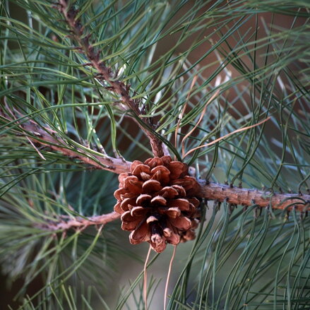 Borovica- pinus sylvestris Globosa Viridis