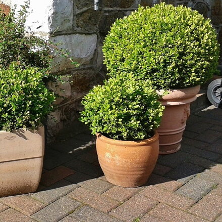 Buxus guľa 30-40 cm