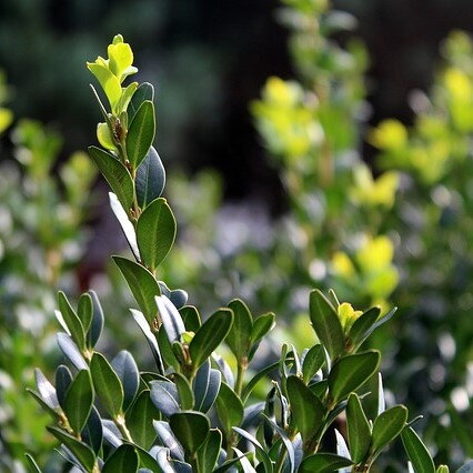 Buxus 20/30