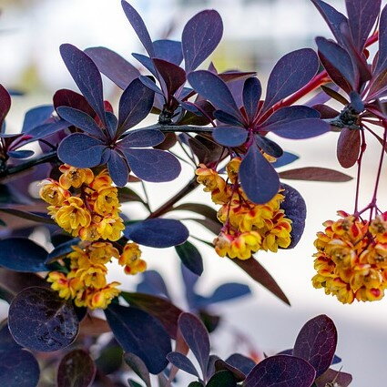 Dráč berberis Orange Rocket