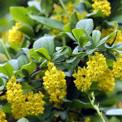 Dráč berberis Harlequin