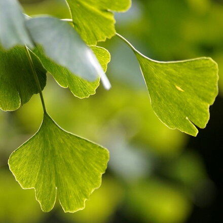 Ginko Biloba Marieken 120/140