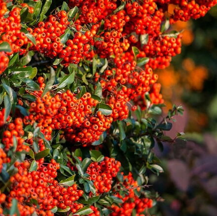 Hlohyňa šarlátová - Pyracantha coccinea 60/80