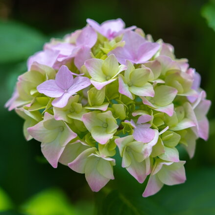 Hortenzia Hydrangea Macrophyla 