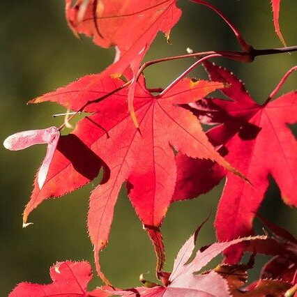 Javor japonský- acer palmatum atropupureum60/ 80