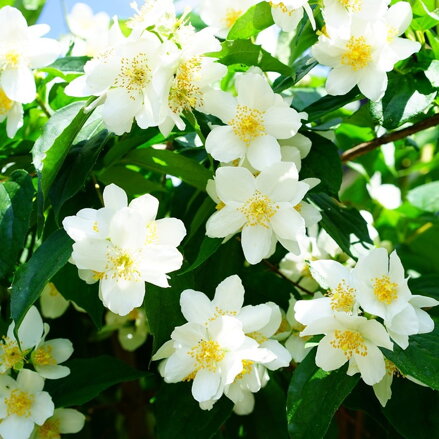 Jasmín philadelphus 50/60