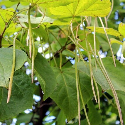 Catalpa bignonioides Nana 140/160