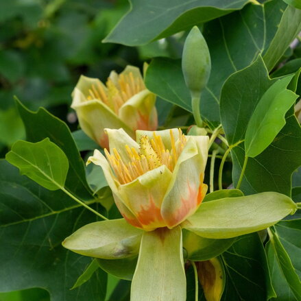 Ľaliovník tulipánokvetý - Liriodendron tulipifera 120/140