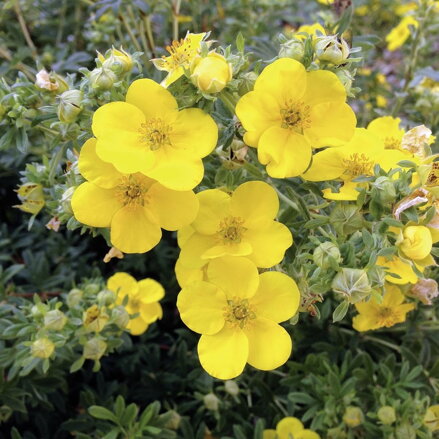 Nátržník krovitý Red Acre - Potentilla fruticosa