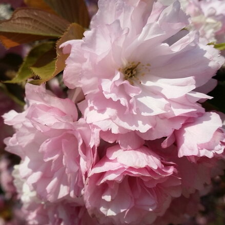 Prunus serulata-Kanzan Čerešňa ozdobná  160/200
