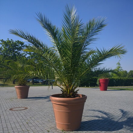 Palma Trachycarpus fort.+ 150