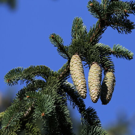 Smrek biely - picea Conica 