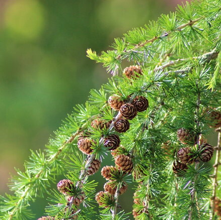 Smrekovec Larix pendula 120/140