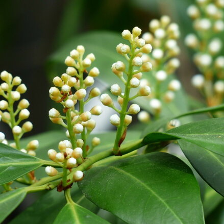 Vavrínovec lekársky - Prunus laurocerasus Caucasica