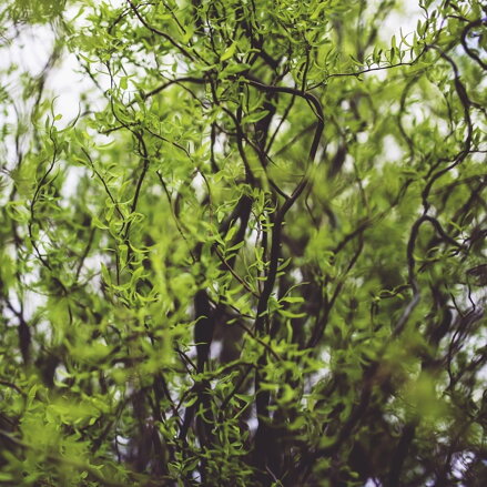 Vŕba Curly locks