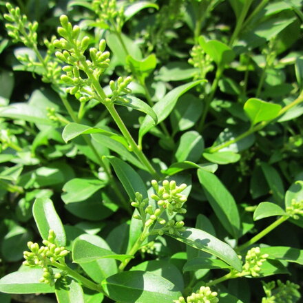 Vtáči zob - Ligustrum 20/40