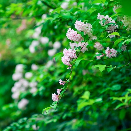 Weigela Florida svetloružová