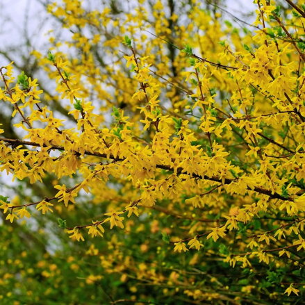  Zlatý dážď- Forsythia intermedia 40/80