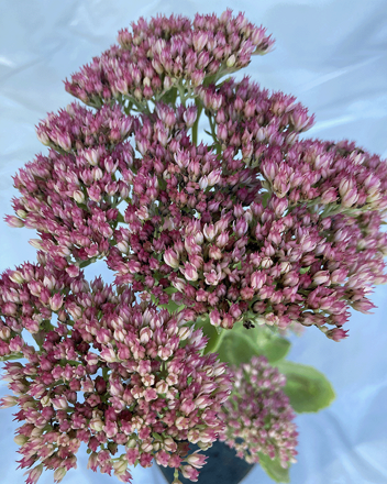 Rozchodník Sedum Herbstfreude 20/30