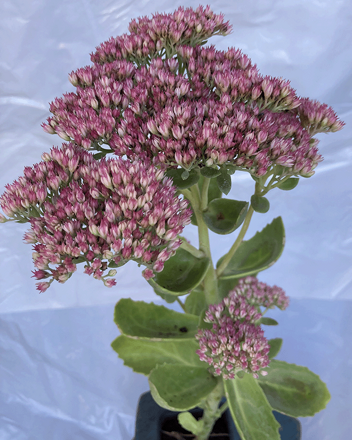 Rozchodník Sedum Herbstfreude 20/30