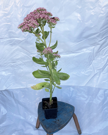 Rozchodník Sedum Herbstfreude 20/30