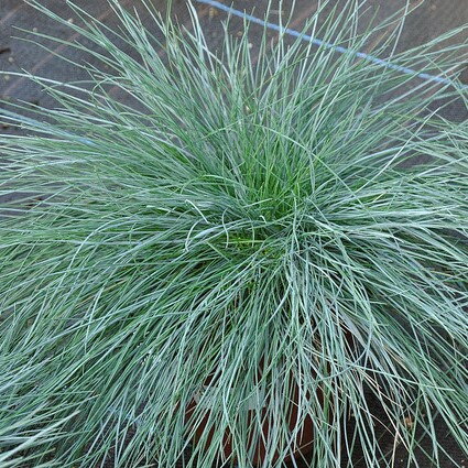 Kostrava sivá - Festuca glauca