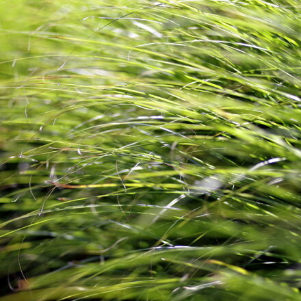 Trávy Carex