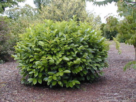 prunus laur. Novita 20/30