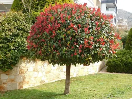 Photinia Red Robin na km. 160cm/celkom210
