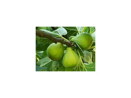 figovník Dottato ficus carica 140/160