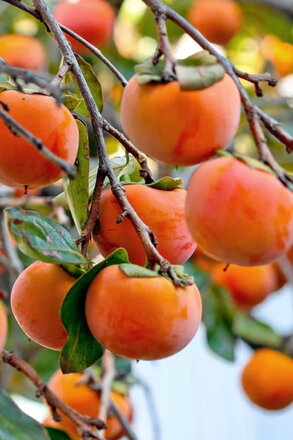 hurmikaki Boží Dar - Virginiana -26st.C