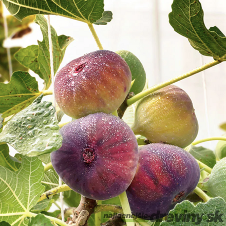 Figa Fiorone Bianco biela veľkoplodá - Ficus Carica 140/160