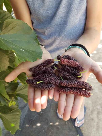morus Giant Fruit moruša s obrovskými plodmi