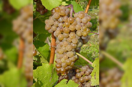 vinič Hibernal dezertný -20st.C kont.