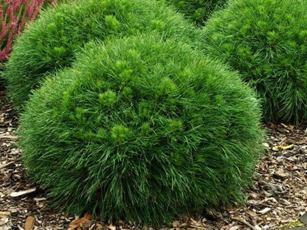 pinus mugo Varella 20/30