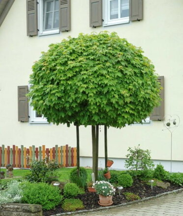 Acer plat. Globosum 250cm, volnok.8/10hr.km.