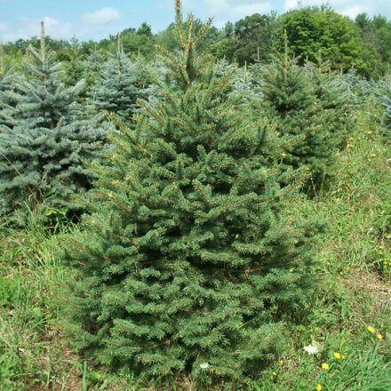 picea omorica 100/120
