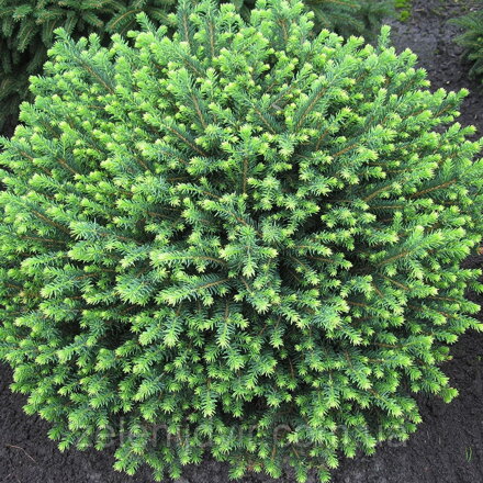 picea omorica Karel 