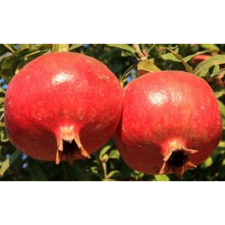 granátové jablko Frutto Rosso 160/180