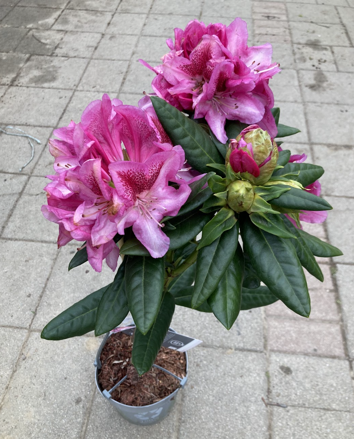Rododendron  veľkokvetý