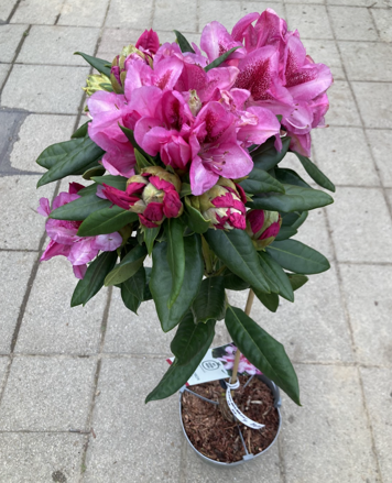 Rododendron Pearce s American Beauty 20/40