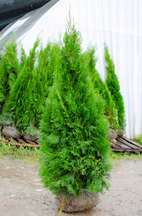 thuja occc. Smaragd 120/130 
