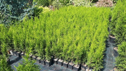 Thuja Smaragd 40/50