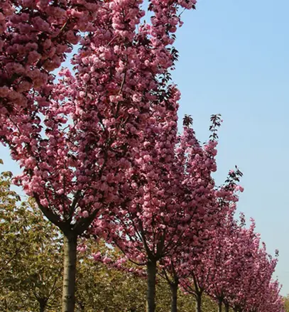 Prunus Serulata - Royal Burgundi 180/200
